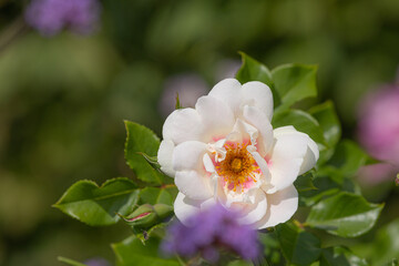 Obraz premium Close-up of a white rose in full bloom with yellow filaments in front of green leaves and a blurred background