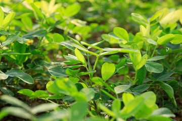 peanut plants in growth at field