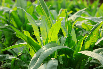 Green romaine lettuce crops in growth in garden, China
