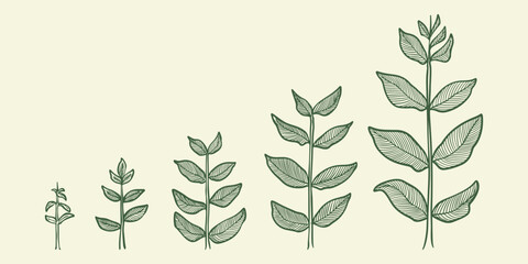 Plant growth stages vector. hand drawing engraving style illustration, isolated on white background