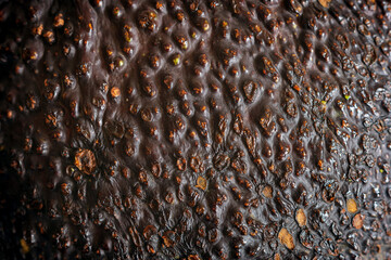 Avocado skin texture macro closeup