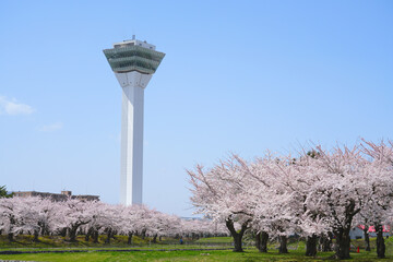 Goryokaku Tower in spring season with Cherry blossom blooming in the sunny day, The tower...