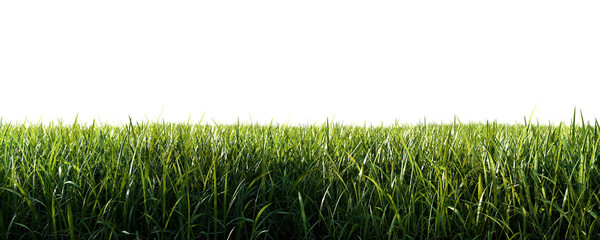 Green grass meadow isolated on transparent background