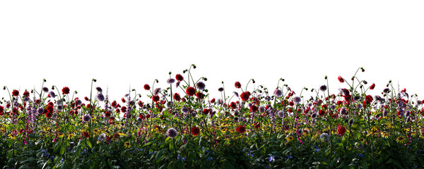 Spring meadow with grass and poppy flowers blooming. Isolated on transparent background - obrazy, fototapety, plakaty