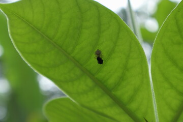 A tiny white spider with a captured insect is hiding on the underside of a leaf