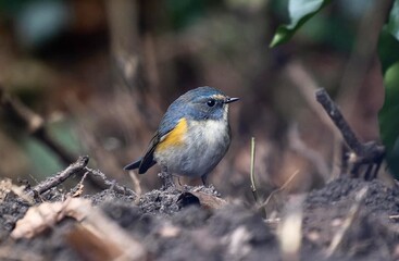 Red Flanked Bluetail in natur