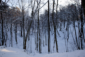 snow-covered bare deciduous trees in winter