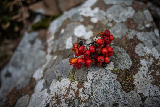 Rotebeeren auf einem Stein