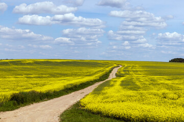 yellow rapeseed flowers during spring flowering