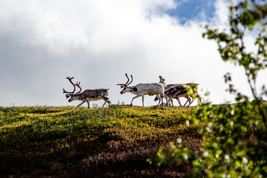 Reindeers in Norway