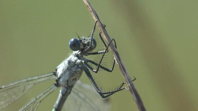 Insect macro view. Familiar bluet Damselfly dragonfly sits on blade of grass in meadow