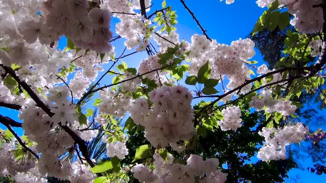 White cherry blossoms against a blue sky. Sunlight shines through the cherry blossoms.