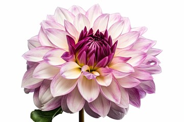 Transparent background cutout of a purple, pink, and white dahlia flower in bloom with petals and a floret. Generative AI