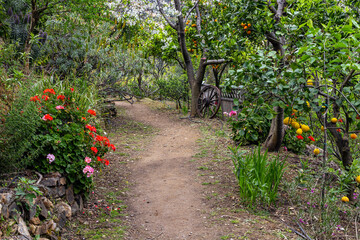 Garden path with flowers and fruit trees at Fournes in Crete, Greece