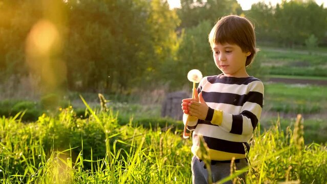 A beautiful 6 year old child blows a fluffy dandelion. Boy on the meadow with white flower in his hand. Summer time. Human and nature. Close-up. Vacations in the village. Childhood joy. Happy moments.