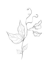 Floral line art illustration of elegant branch