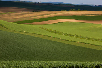 Stripe patterns on fields of South Moravia, green and yellow fresh spring colors.