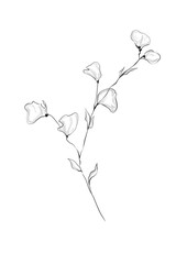 Fototapeta premium Floral line art illustration of wildflower