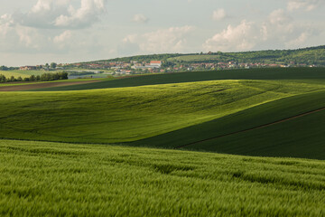 Field waves with trees in the spring in South Moravia, Czech Republic