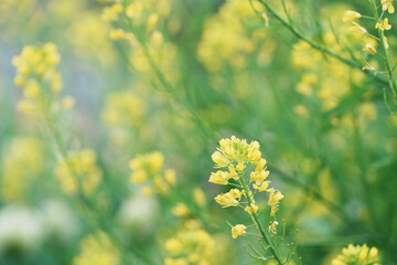 菜の花