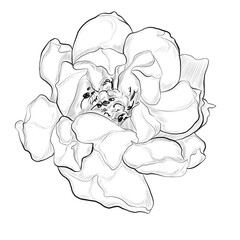 Floral line art illustration of meadow flower