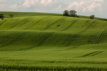 Field waves with trees in the spring in South Moravia, Czech Republic
