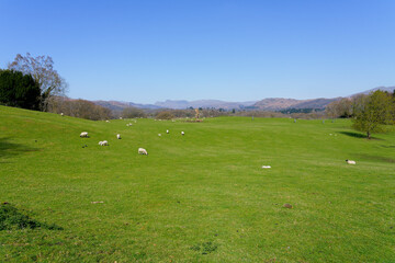 Obraz premium Sheep grazing in the hazy spring sunshine in Ambleside