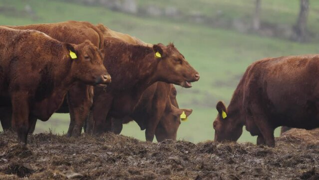 Close up of a herd of brown cows chewing their cud