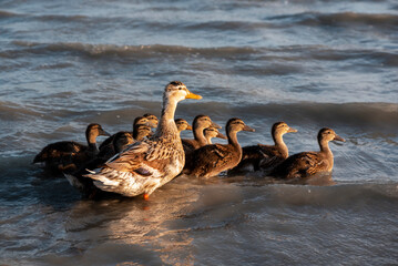 A beautiful duck and ducklings on the water near seashore, close up