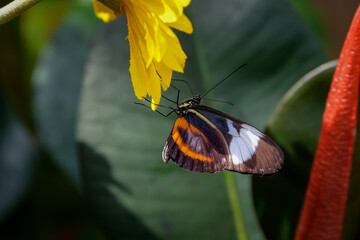 Black and orange butterfly feeding on a yellow flower. Green leaves on the background