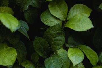 Low key green leaves dark nature background.