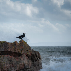A cormorant stands on a rock looking defiantly out to sea