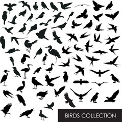 Obraz na płótnie Canvas Birds shape collection. silhouettes of birds. set of birds. Bird Silhouettes