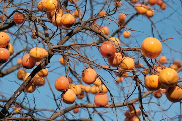 Persimmon tree. Persimmon fruits  on bare branches. Persimmon tree with ripe orange fruits against the blue sky