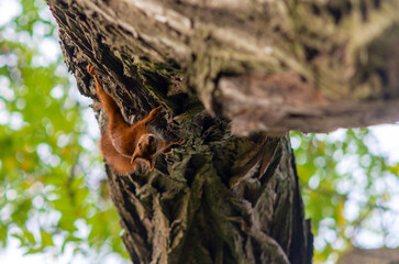 Squirrel in the park 