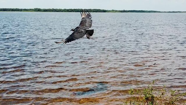 A black bird cormorant spreading its wings and starts to fly out over the sea water. Waterbird in slomo slowmotion