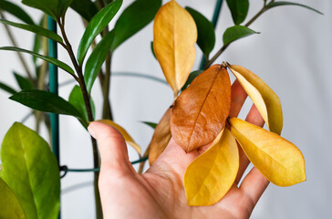 A woman's hand holds a yellowed twig of Zamioculcos. Improper care of houseplants. Close-up. Selective focus.