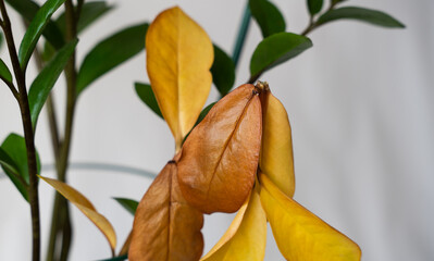 Yellow leaves of Zamioculcos. Lack of vitamins, improper care. Close-up. Selective focus.
