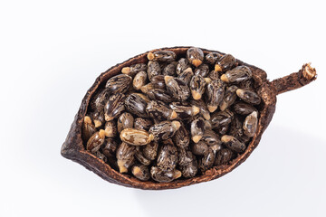 Ricinus Communis – Dried Seeds Of The Fruit Of The Castor Bean Plant