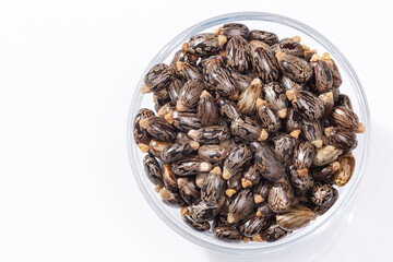 Ricinus Communis – Dried Seeds Of The Fruit Of The Castor Bean Plant