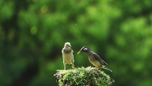 The birds are fighting for food. The law of the jungle prevails. 