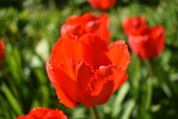 red and yellow tulips