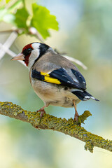 European goldfinch Carduelis carduelis is a typical european goldfinch common in aiguamolls emporda girona catalonia spain
