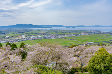 Fototapeta na wymiar 東光山公園から見る桜と出水市の街並み