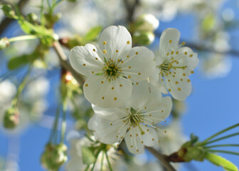 white cherry blossom