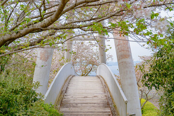 東光山公園の桜（出水市）