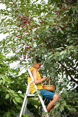 a boy harvests cherries in a basket on a ladder near a cherry tree