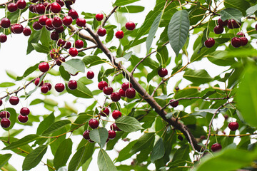 ripe juicy cherry berries on tree branches. a good harvest of many cherries