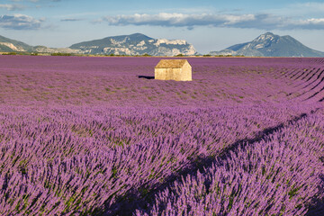 Lavender fields at sunset. Provence in Summer. Valensole Plateau, Alpes-de-Haute-Provence, France