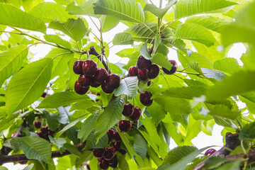 Tasty cherries (sweet cherries) hanging on a cherry tree